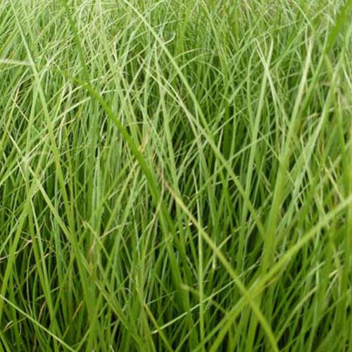 Segge Phoenix Green - Bakker