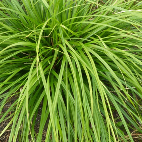 Japanische Segge Mosten - Carex morrowii mosten - Gartenpflanzen