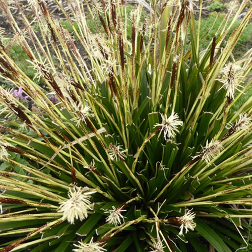 Oshima-Segge J.S. Greenwell - Carex oshimensis j.s. greenwell - Gartenpflanzen