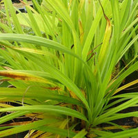 Hängende Seggen (x3) - Carex pendula - Gartenpflanzen