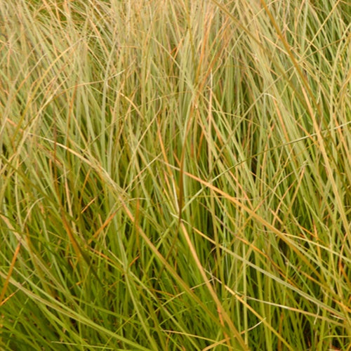 Orange Segge - Carex testacea - Gartenpflanzen