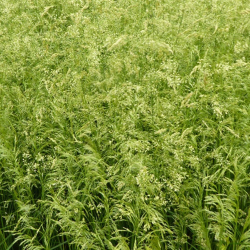 Pfeifengras Goldschleier (x3) - Deschampsia cespitosa goldschleier - Gartenpflanzen