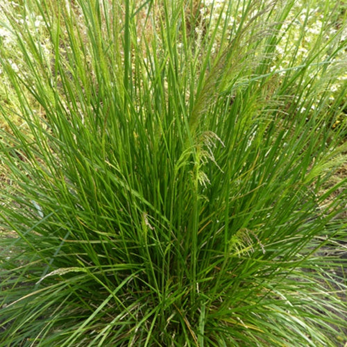 Pfeifenputzerrohr Goldtau (x3) - Deschampsia cespitosa goldtau - Gartenpflanzen