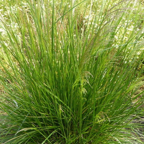 Pfeifenputzerrohr Goldtau (x3) - Deschampsia cespitosa goldtau - Gartenpflanzen