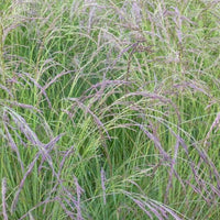 Amethyst-Schwingel - Festuca amethystina - Gartenpflanzen