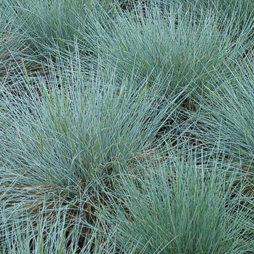 Blauschwingel Zwergenkönig (x3) - Bakker