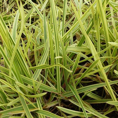 Panaschierte Glycerien Variegata (x3) - Glyceria maxima variegata - Gartenpflanzen