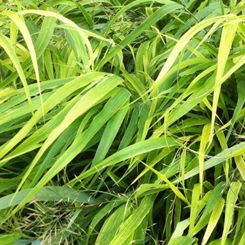 Japanisches Kraut - Hakonechloa macra - Gartenpflanzen