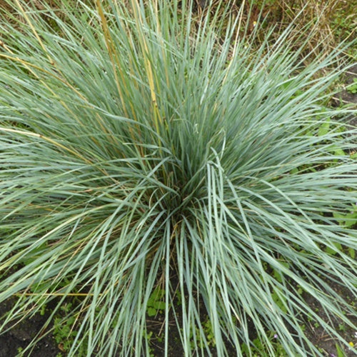 Mehrjähriger Hafer Pendula - Bakker