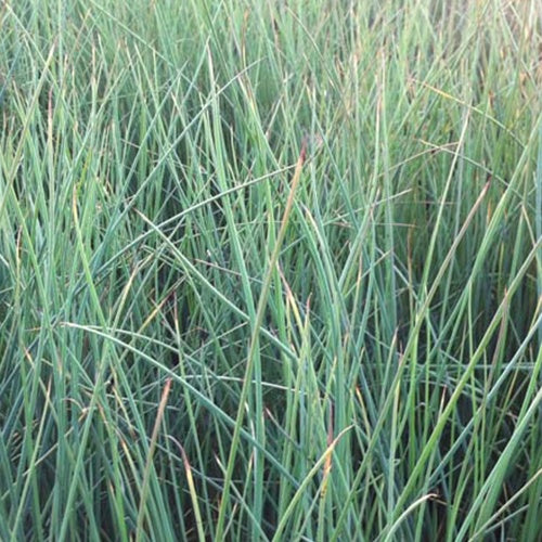 Gebogene Stäbe (x3) - Juncus inflexus - Gartenpflanzen