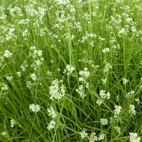 Schneeweiße Luzules (x3) - Luzula nivea - Gartenpflanzen