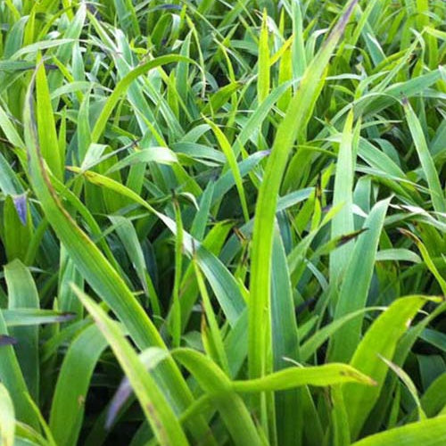 Wald-Hainsimsen - Bakker