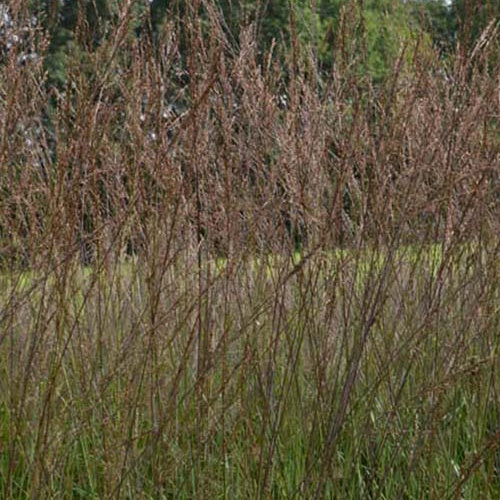Pfeifengras hoch Karl Foester - Molinia arundinacea karl foerster - Gartenpflanzen