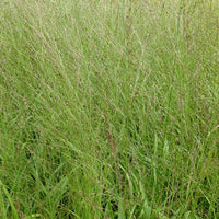 Hohes Pfeifengras Durchsichtig - Molinia arundinacea transparent - Gartenpflanzen