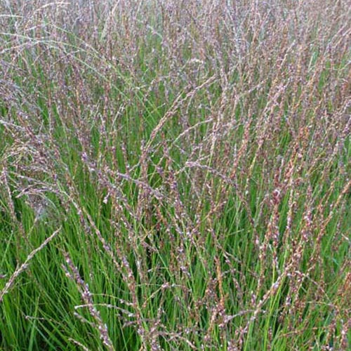 Blaues Pfeifengras Heidezwerg - Molinia caerulea heidezwerg - Gartenpflanzen