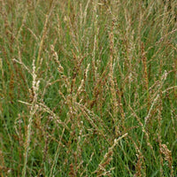 Blaues Pfeifengras Poul Petersen - Molinia caerulea poul petersen - Gartenpflanzen