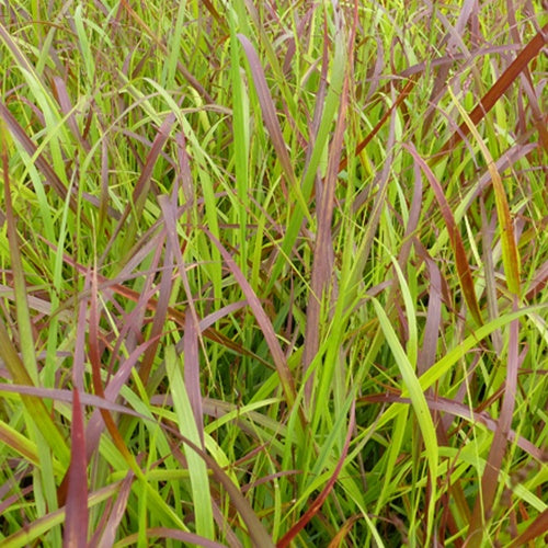 Aufrechte Rispe Rotstahlbusch - Panicum virgatum rotstrahlbusch - Gartenpflanzen