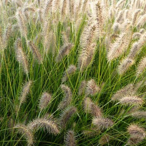 Gelbstiel-Kraut - Pennisetum alopecuroides gelbstiel - Gartenpflanzen