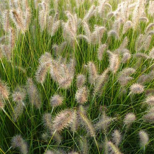 GoldStrich-Gras - Pennisetum alopecuroides goldstrich - Gartenpflanzen