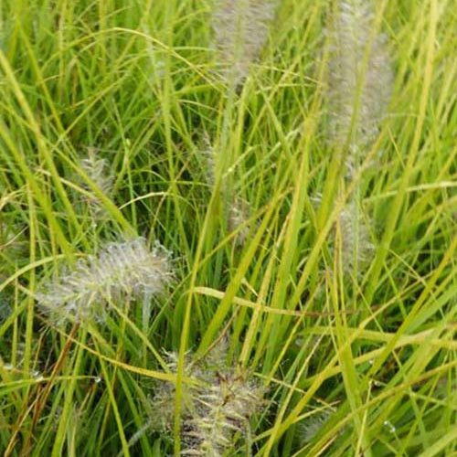 Jommenik Tupfergras - Pennisetum alopecuroides js jommenik - Gartenpflanzen