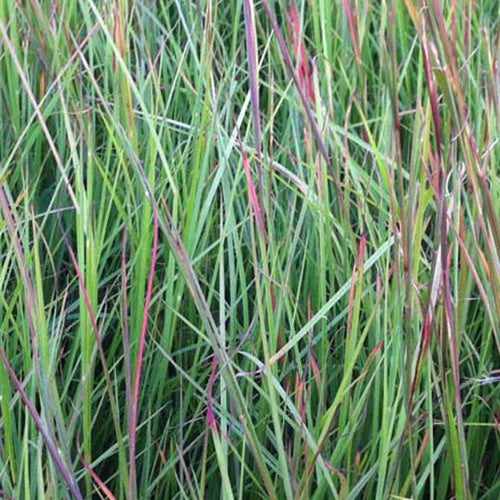Präriegras - Schizachyrium scoparium - Gartenpflanzen