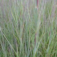 Schizachyrium scoparium Prairie Blues - Schizachyrium scoparium prairie blues - Gartenpflanzen