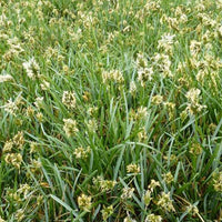 Blaue Seslerie (x3) - Sesleria caerulea - Gartenpflanzen