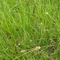 Sesleria Heufleriana - Sesleria heufleriana - Gartenpflanzen