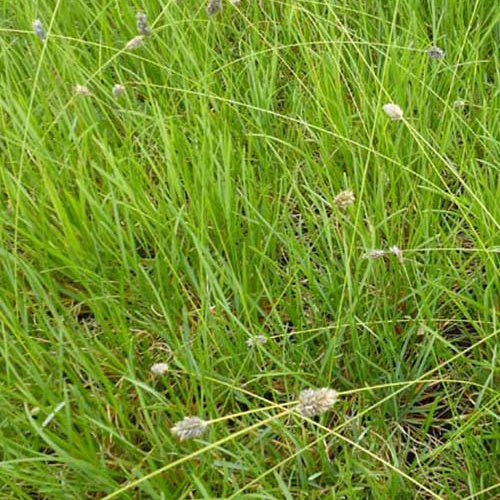 Sesleria Heufleriana - Sesleria heufleriana - Gartenpflanzen