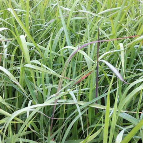 Indianergras Indian Steel - Bakker