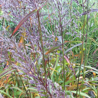Spodiopogon sibiricus - Spodiopogon sibiricus - Gartenpflanzen