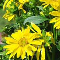 Verwachsenblättrige Becherpflanze Maya - Bakker