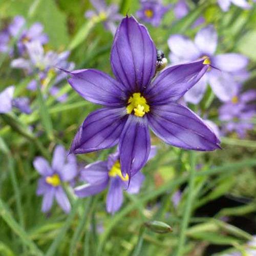 Sisyrinchiums bellum (x3) - Sisyrinchium bellum - Gartenpflanzen