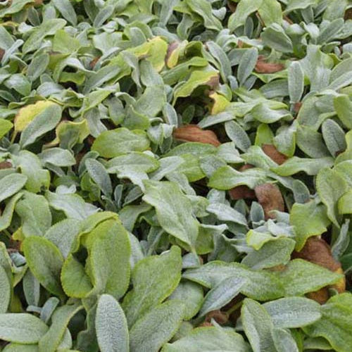 Kaninchenohr Silver Carpet - Stachys byzantina silver carpet - Gartenpflanzen