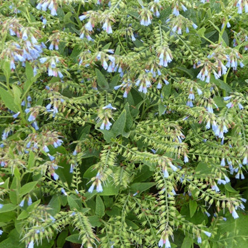 Blauer Beinwell - Symphytum azureum - Gartenpflanzen