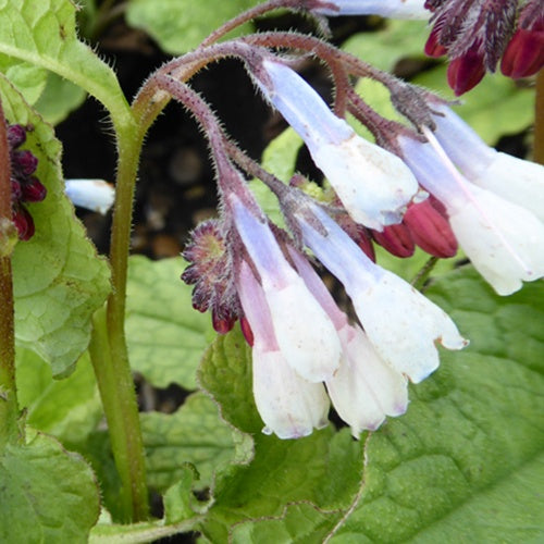 Großblumiger Beinwell Hidcote Blue - Bakker