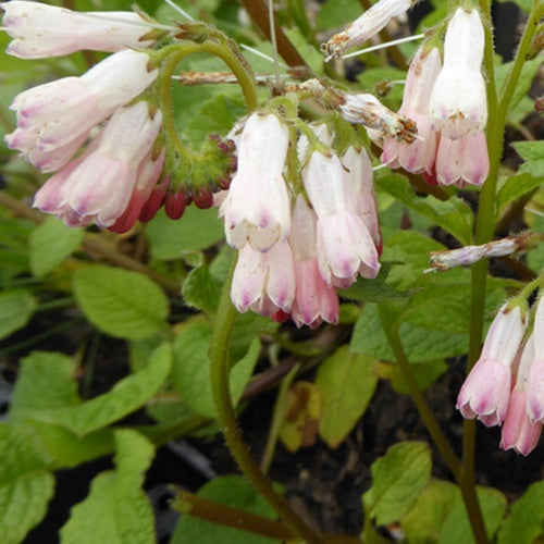Großblumiger Beinwell Hidcote Pink - Bakker