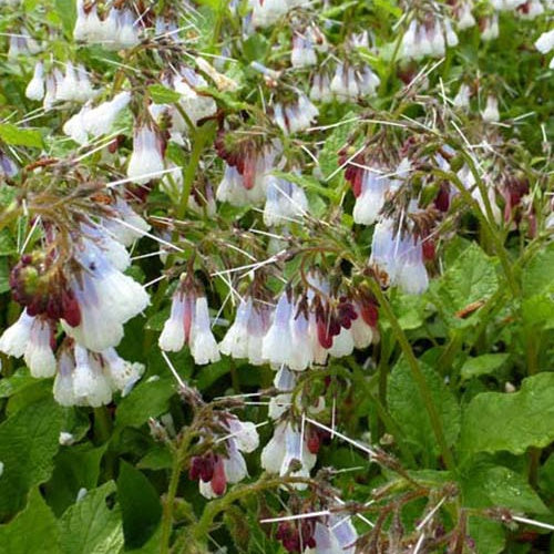 Großblumiger Beinwell Wisley Blue - Bakker