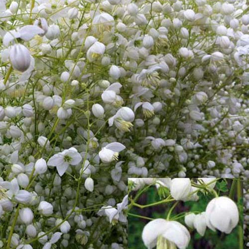 Pigamon des Vaters Delavay Splendide White - Bakker