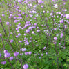 Pigamon Splendide - Thalictrum delavayi splendide - Gartenpflanzen