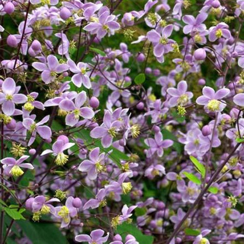 Pigamon von Rochebrun - Thalictrum rochebrunianum - Gartenpflanzen