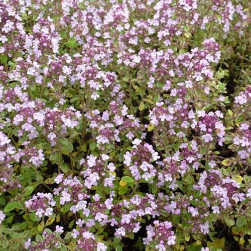 Thymian Zitrone Silver Queen (x3) - Thymus citriodorus silver queen - Gartenpflanzen