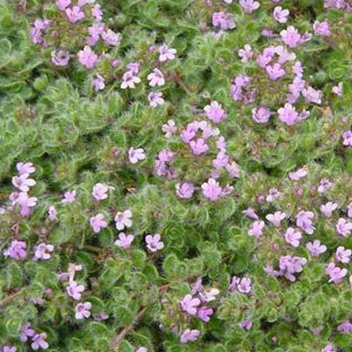 Wolliger Thymian (x3) - Thymus praecox pseudolanuginosus - Gartenpflanzen