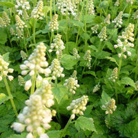 Herzblättrige Tiarelle Moorgrün - Tiarella cordifolia moorgrün - Gartenpflanzen