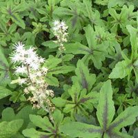 Tiarelle Iron Butterfly - Tiarella iron butterfly - Gartenpflanzen