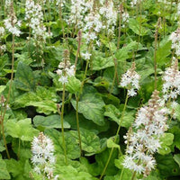 Tiarelle Wherryi (x3) - Tiarella wherryi - Gartenpflanzen