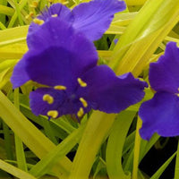 Dreimasterblume Sweet Kate - Tradescantia ( andersoniana group ) sweet kate - Gartenpflanzen