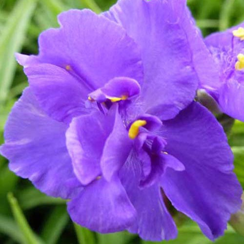 Ephemere von Virginie Zwanenburg Blue - Bakker