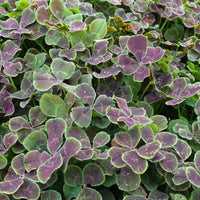 Weißer Klee mit purpurnen Blättern - Trifolium repens pentaphyllum - Gartenpflanzen