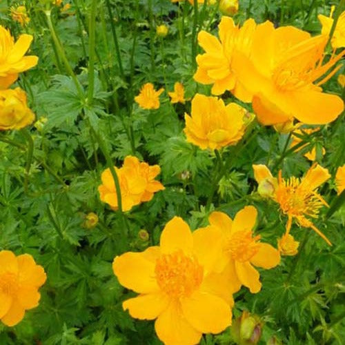 Trolley aus China Golden Queen - Trollius chinensis golden queen - Gartenpflanzen